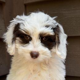 Smitten (Purple collar) - Tri-color female Australian Labradoodle puppy in Mount Gilead, North Carolina from Tillery Labradoodles