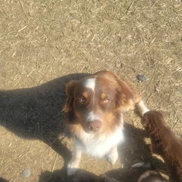 Chance - Australian Shepherd