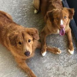 Nederlandse Kooikerhondje and Nova Scotia Duck Tolling Retriever All Grown Up from Hartenzoul