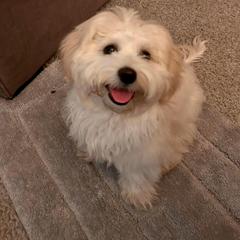 Shichon All Grown Up from Loving Paws Teddy Bear Patch