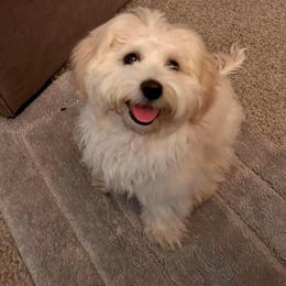 Shichon All Grown Up from Loving Paws Teddy Bear Patch