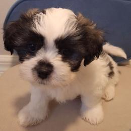 Ace - Black and white male Mal-Shi puppy in Apollo Beach, Florida from Gemstone Exclusive Pups of Florida