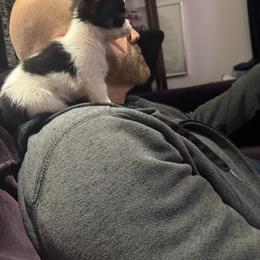 Long coat male - Black and white male Chihuahua puppy in Strawberry, Arkansas from Strawberry River Chihuahuas