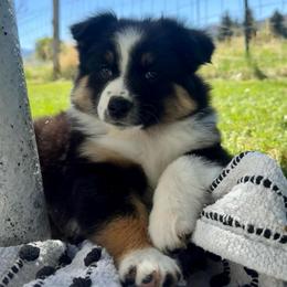 Steel - Black tri-color male Australian Shepherd puppy in Heber City, Utah from Junipersdoodles