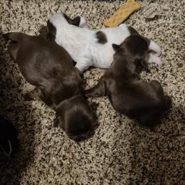 Chocolate and white Parti boy - Liver and white male Shih Tzu puppy in Newark, Ohio from Gemini Kennels