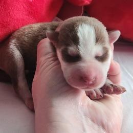 Copper and white Girl - Brown and white female Siberian Husky puppy in Jonesboro, Arkansas from L & A Animal House Siberian Huskies