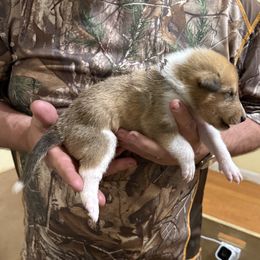 Silver - Sable male Collie puppy in Lonoke, Arkansas from Colley Collies