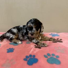 Cockapoo Puppies from M&M Cockapoos