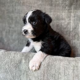 Jack - Parti male Miniature Schnauzer puppy in La Mirada, California from SchnauzersRus
