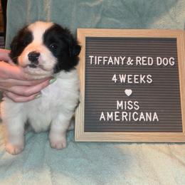Miss Americana - Border Collie puppy in Pullman, Washington from Hazelwood Border Collies