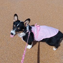 Pembroke Welsh Corgis from Sophie's Choice Corgis