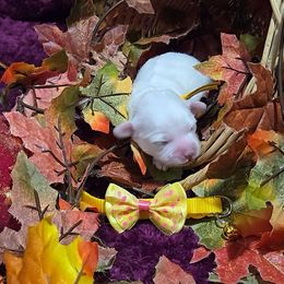 Coco - White male Maltipoo puppy in Sahuarita, Arizona from Cowgirl's Legacy