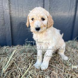 Jenny June English Teddybear - Apricot female Goldendoodle puppy in Grove, Oklahoma from Guinn Family Farms