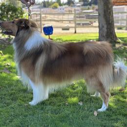 Scottish Collie All Grown Up from Sweet Selkie Scottish Rough Collies