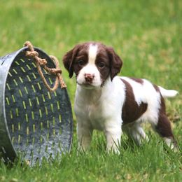 English Springer Spaniel Puppies from Southern Springers