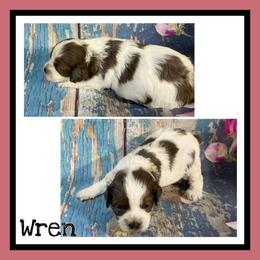 Wren - Blue roan and tan female Cockapoo puppy in Lebanon, Missouri from Cobbs Creek Canines