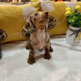 Daisy - Dachshund