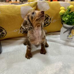 Daisy - Dachshund