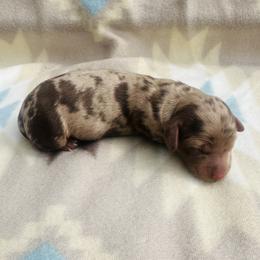 Girl 1 - Dapple female Dachshund puppy in Oklahoma from DRB Dachshunds