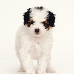 Pink - Black tri-color female Aussiedoodle puppy in Slc, Utah from Timp Doodles