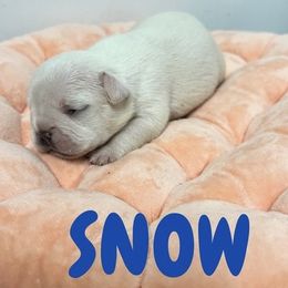 French Bulldog Puppies from Frenchie Select