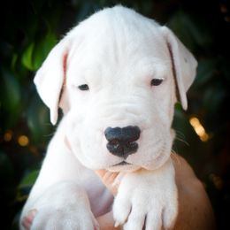 Caerus- Boy 1 - White male Dogo Argentino puppy in San Diego, California from Debonair Dogos