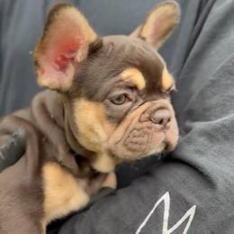 Hershey - Tricolors female French Bulldog puppy in Redford Township, Michigan from Frenchies That...