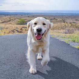Golden Retrievers from Thalune Canines