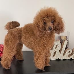 Austin - Poodle