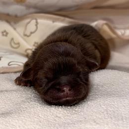 Chocolate Dobie Girl - Chocolate and tan female Shih Tzu puppy in Albany, New York from Precious Shihpoo’s and Luxurious Shih Tzu’s