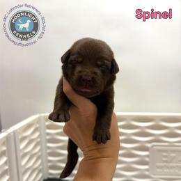 Spinel - Chocolate female Labrador Retriever puppy in Elloree, South Carolina from Moonlight Kennels LLC