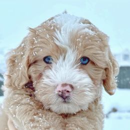 Bernedoodles and Goldendoodles from Mtn Green Doodles