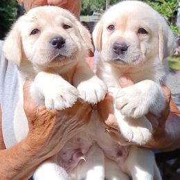Labrador Retrievers from Spirit Oaks Labrador Retrievers
