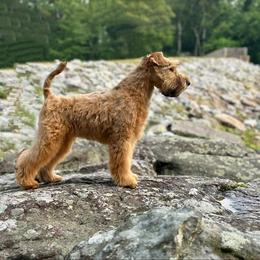 Puppy girl not currently available- considered for show career - Wheaten female Soft Coated Wheaten Terrier puppy in Gainesville, Virginia from Cross the Rubicon