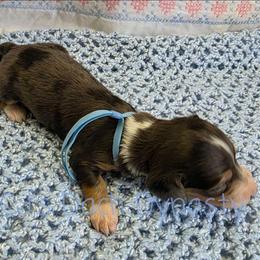 COURT 3500 - Black and cream male Dachshund puppy in Gatesville, Texas from CJ's Dach Dynasty