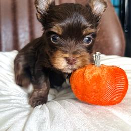 Choc 2 - Chocolate, tan and white male Yorkshire Terrier puppy in Sterling, Colorado from Yorkies