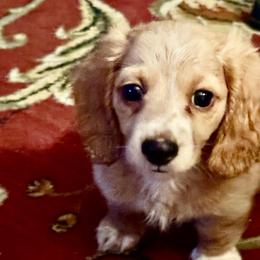 Cash - Cream male Dachshund puppy in Tarrant County, Texas from Louis' Litters