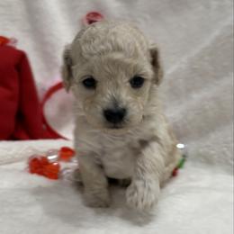 Joy - White female Poodle puppy in Vilonia, Arkansas from Donna’s Pretty Poodles