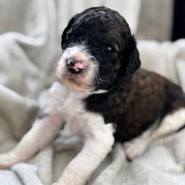 Kate - Orange Collar - Sable female Poodle puppy in Monroe, North Carolina from The Klepper Homestead