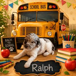 Ralph - Merle male Bernedoodle puppy in Julian, Pennsylvania from Happy Valley Doodles