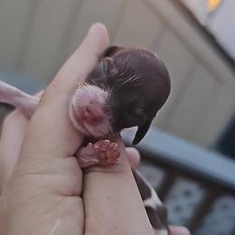 Baby Ruth - Chocolate and tan female Dachshund puppy in Pasco, Washington from G & G Kennel