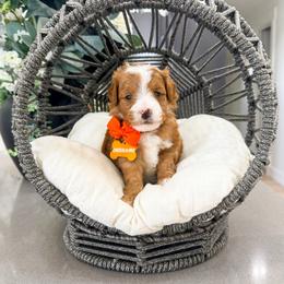 Oregano - Red  male Goldendoodle puppy in West Haven, Utah from Split Mountain Doodles