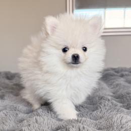 Chunky - White male Pomeranian puppy in Las Vegas, Nevada from Pomeranian Puppies