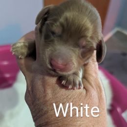 Girl 3 - Chocolate Dachshund puppy in Homosassa, Florida from Foxies Doxies