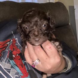 Itty Bitty - Red female Aussiedoodle puppy in Four Oaks, North Carolina from RoseWest Farms