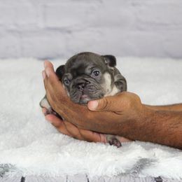 French Bulldog Puppies from Battery Creek Frenchies