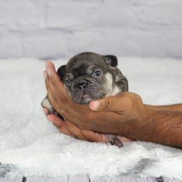 French Bulldog Puppies from Battery Creek Frenchies
