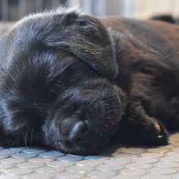 Labrador Retriever Puppies from Ronara Labradors