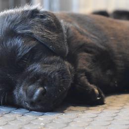 Labrador Retriever Puppies from Ronara Labradors