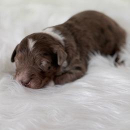 Biscuit - Blue merle male Aussiedoodle puppy in Centerburg, Ohio from A Dose Of Doodle